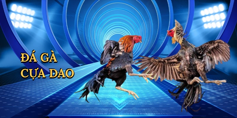 Đá gà cựa dao